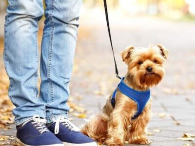 بازار میلیاردی نگهداری از حیوانات؛ از چکاپ تا هتل لوکس