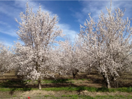 بهترین زمان سم‌پاشی نهال بادام برای حداکثر محافظت