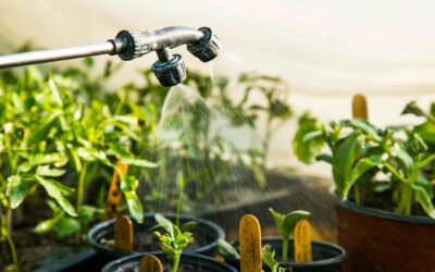 بهترین زمان سم‌پاشی نهال‌ها؛ راز رشد سالم و پرمحصول در باغ شما!