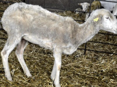 بیماری آناپلاسموز گوسفند چیست و چگونه درمان می‌شود؟ (راهنمای کامل دامداران)