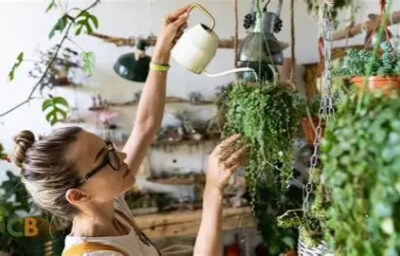 ترفندهای حرفه‌ای برای مراقبت و آبیاری گیاهان آویز