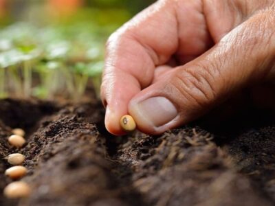 تولید بیش از 23 هزار تن بذر گواهی شده غلات در خراسان رضوی