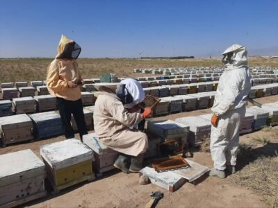 تولید بیش از ۳۱ هزار کیلوگرم عسل در شهرستان کاشمر