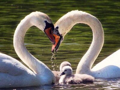 حفظ هویت فردی و تعادل بین «من» و «ما» در ازدواج