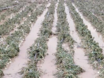 خسارات سنگین بارندگی و تگرگ به کشاورزان جنوب استان بوشهر