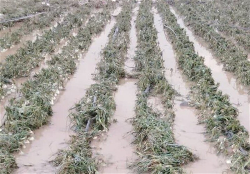 خسارات سنگین بارندگی و تگرگ به کشاورزان جنوب استان بوشهر