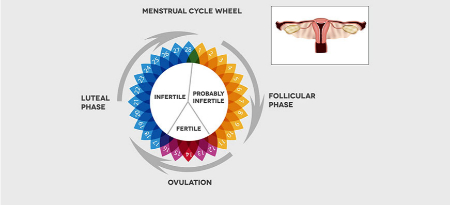 رازهای پنهان در نیمه دوم چرخه قاعدگی: همه چیز درباره فاز لوتئال