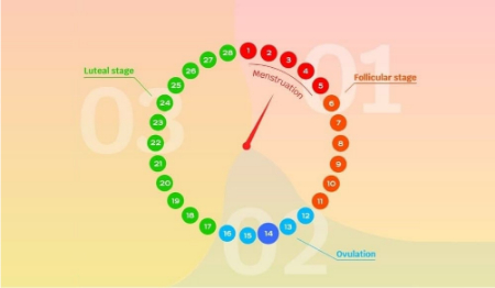 فاز لوتئال, ترشحات فاز لوتئال
