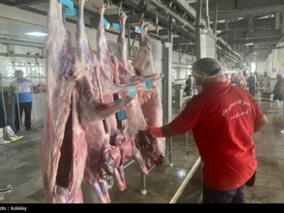 راه‌اندازی نخستین کشتارگاه صنعتی استان بوشهر به ظرفیت 320 راس دام+تصویر