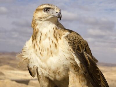 رهاسازی سارگپه درمان‌ شده در دره‌ هایقر فیروزآباد