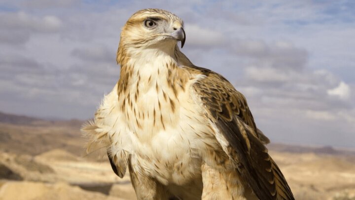 رهاسازی سارگپه درمان شده در دره هایقر فیروزآباد