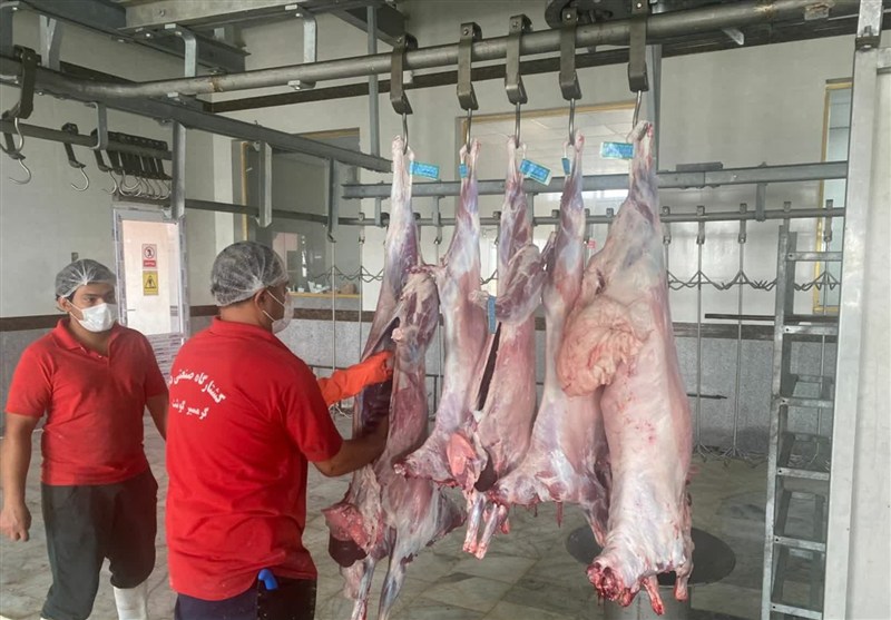 زنجیره سلامت گوشت قرمز در بوشهر زیر ذرهبین دامپزشکی