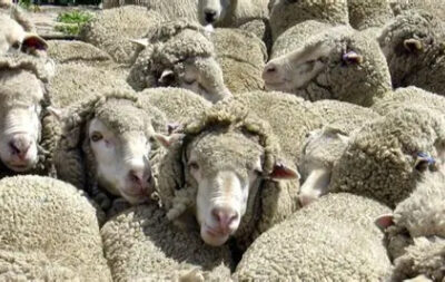 سیاه‌زخم (شاربن): قاتل خاموش گوسفندان