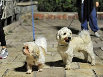 طرح «ساماندهی سگ‌گردانی» در اصفهان اجرا می‌شود