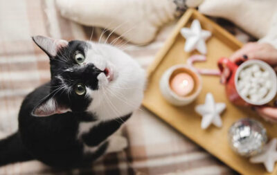 طرز تهیه پوره سیب‌زمینی برای گربه و بچه گربه