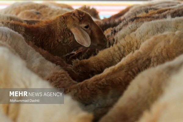 مرز میان دام و انسان؛ خطی که دامپزشکان محافظت می‌کنند