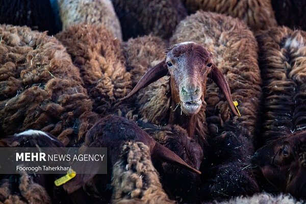 مرز میان دام و انسان؛ خطی که دامپزشکان محافظت می‌کنند