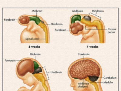 معمای شروع زایمان؛ آیا مغز جنین فرمان تولد را صادر می‌کند؟
