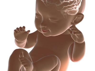مغز نوزاد قبل از تولد: عجایب رشد و تحول