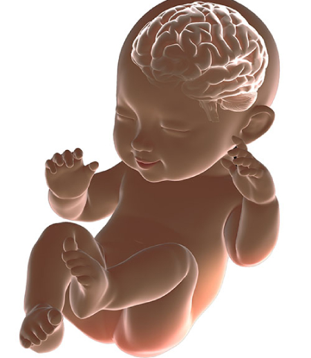 مغز نوزاد قبل از تولد: عجایب رشد و تحول