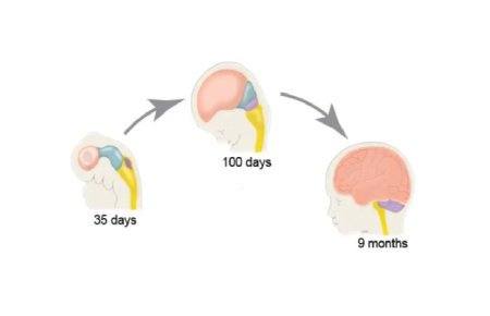 رشد مغز جنین در رحم
