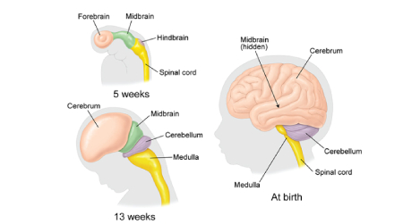 رشد مغز جنین در رحم