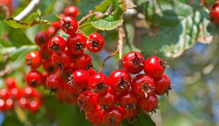 میوهای برای سلامت قلب و آرامش روان میوهای برای سلامت قلب و آرامش روان