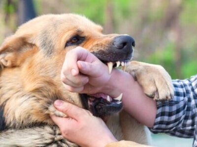 نظر فقه درباره نگهداری از حیوانات خانگی؛ آیا سگ داشتن حرام است؟