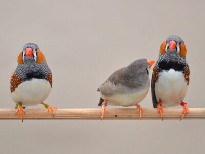 نکات مهم و کاربردی درباره بهترین روش تکثیر فنچ نر و ماده در خانه