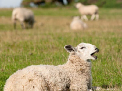 همه‌چیز درباره سرفه گوسفندان: علل، علائم و راه‌های پیشگیری