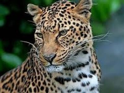 پلنگ ایرانی در پارک ملی لار دیده شد