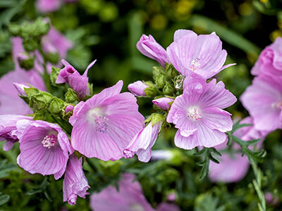 پنیرک؛ اکسیر طبیعی برای سلامت زنان (خواص گیاه پنیرک برای زنان)