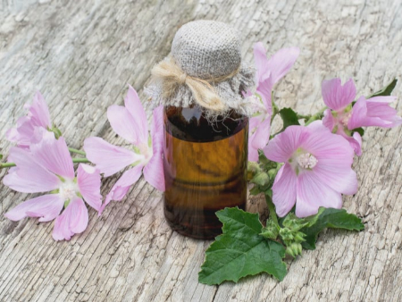 خواص گیاه پنیرک برای زنان, خواص گیاه پنیرک برای عفونت