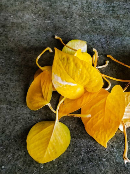 چرا برگ‌های پتوس شما زرد می‌شوند؟ راه‌حل‌های ساده برای نجات گیاه!