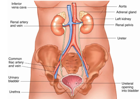 سیستم تولیدمثل زنانه