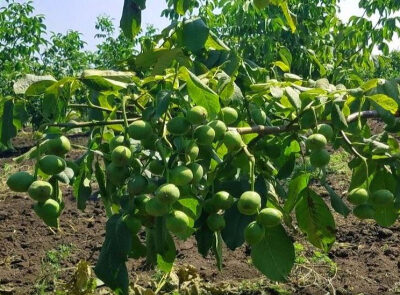 چه زمانی نهال گردو را سمپاشی کنیم؟ راهنمای کامل زمان‌بندی