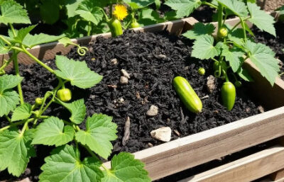 چگونه با کود مناسب خیارهای باکیفیت پرورش دهیم؟