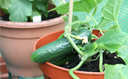 بهترین کود برای خیار, کود مناسب خیار