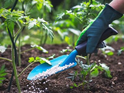 چگونه باغچه‌ای سرسبز و پرمحصول داشته باشیم؟