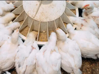 کاربردهای سیلیکات پتاسیم در صنعت دام و طیور