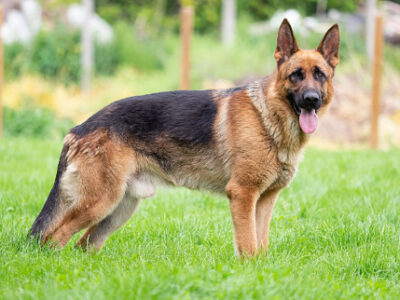 کشف دنیای ژرمن شپرد: ویژگی‌ها و نکات کلیدی