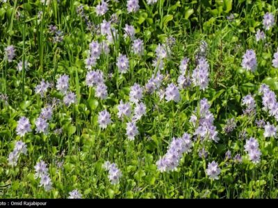 اکوسیستم شمال زیر تیغ «شیطان بنفش»/ خطر زیبایی مرگبار