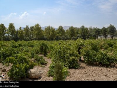 باغ بِش شیراز فروردین‌ماه آماده بازدید می‌شود