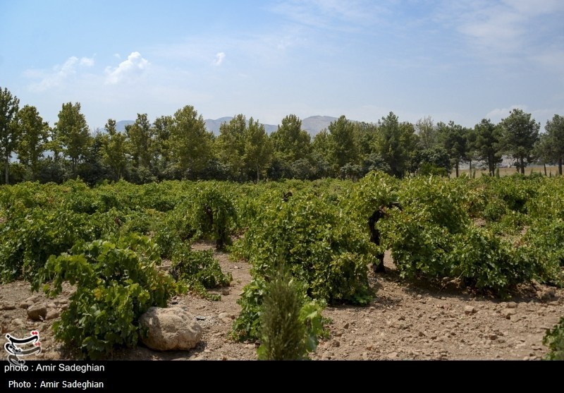 باغ بِش شیراز فروردینماه آماده بازدید میشود