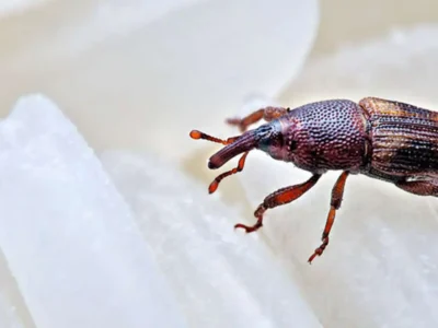 روش آسان برای از بین بردن سوسک برنج در خانه / ۶ ترفند مهم که باید بدانید