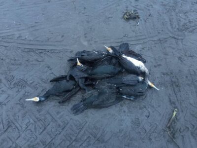 مرگ تلخ باکلان‌ها در انزلی / ماجرا چیست؟