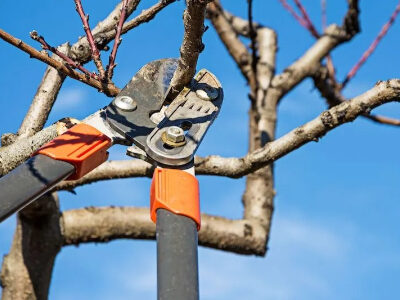 هرس درخت هلو و شلیل: راهنمای کامل و جامع