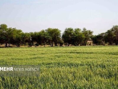 گمبوعه؛ از جنگل دست‌کاشت تا الگوی توسعه سبز در خوزستان