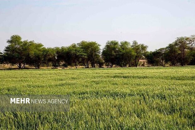 گمبوعه؛ از جنگل دستکاشت تا الگوی توسعه سبز در خوزستان