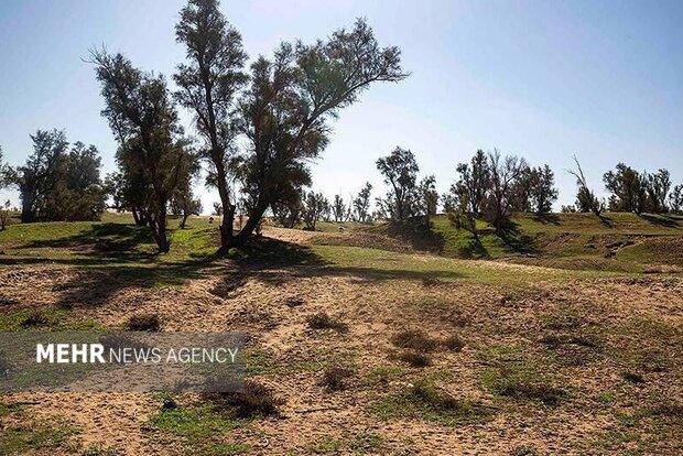 گمبوعه؛ از جنگل دستکاشت تا الگوی توسعه سبز در خوزستان گمبوعه؛ از جنگل دستکاشت تا الگوی توسعه سبز در خوزستان